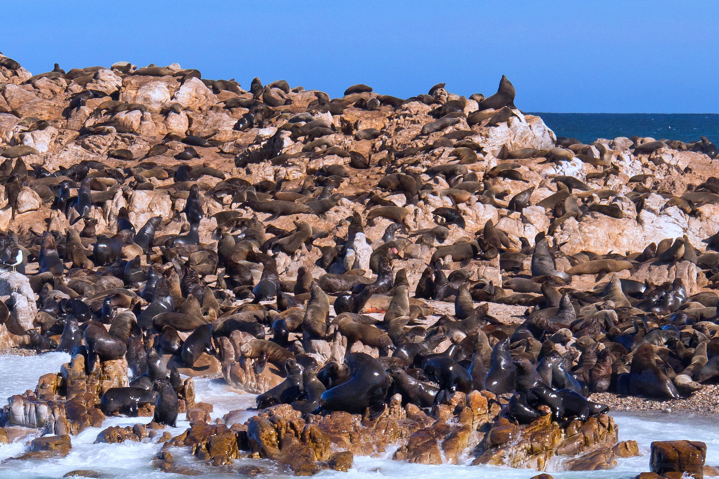 Cape_Dyer[1].webp